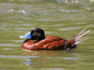 Argentinian Ruddy Duck (WWT Slimbridge May 2012) - pic by Nigel Key